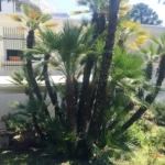 Buy a villa in the city centre of Sanremo, photo 8